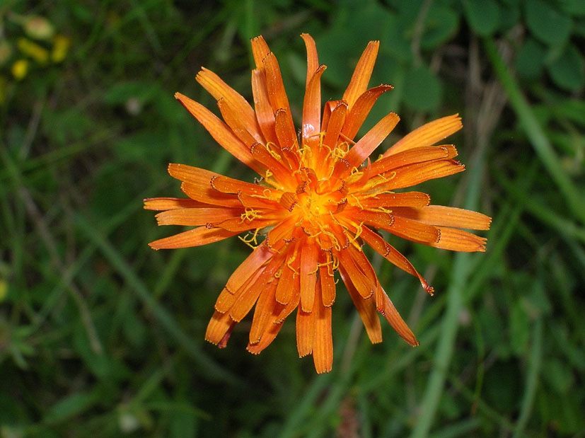 Crepis aurea / Radicchiella aranciata